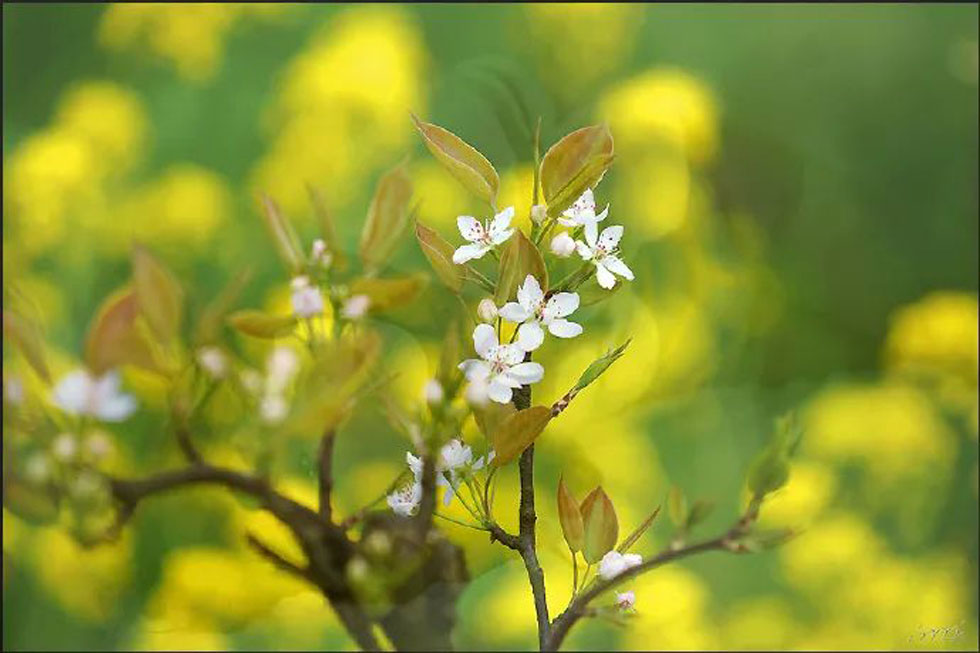 【春天，广西桂林灌阳县向您发出邀请！】我们在灌阳看梨花 - 游山玩水 - 上海生活社区 - 上海28生活网 sh.28life.com