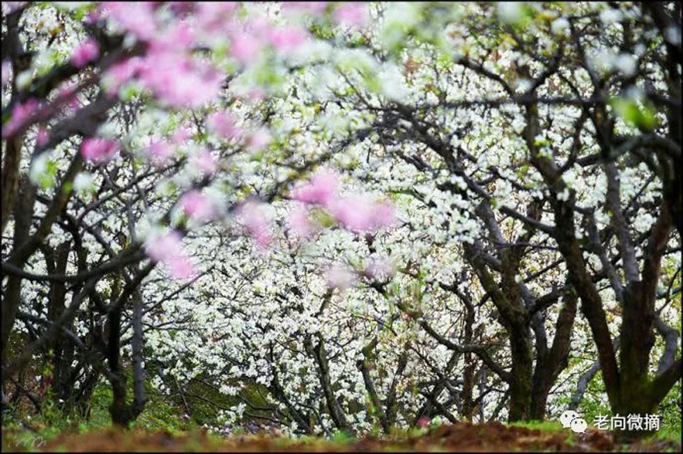 【春天，广西桂林灌阳县向您发出邀请！】我们在灌阳看梨花 - 游山玩水 - 上海生活社区 - 上海28生活网 sh.28life.com