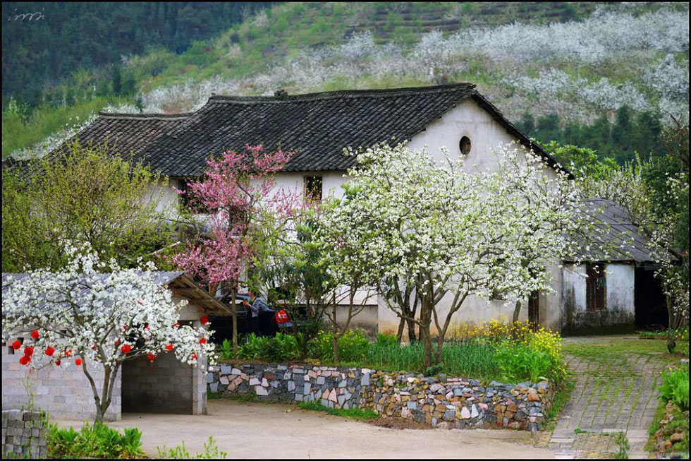 【春天，广西桂林灌阳县向您发出邀请！】我们在灌阳看梨花 - 游山玩水 - 上海生活社区 - 上海28生活网 sh.28life.com