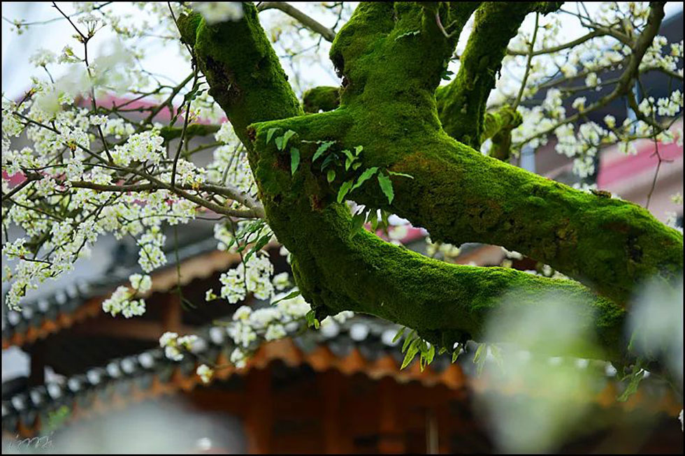 【春天，广西桂林灌阳县向您发出邀请！】我们在灌阳看梨花 - 游山玩水 - 上海生活社区 - 上海28生活网 sh.28life.com