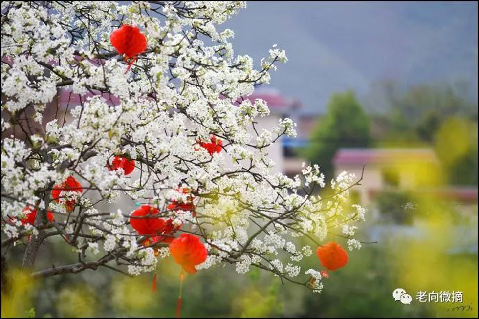 【春天，广西桂林灌阳县向您发出邀请！】我们在灌阳看梨花 - 游山玩水 - 上海生活社区 - 上海28生活网 sh.28life.com