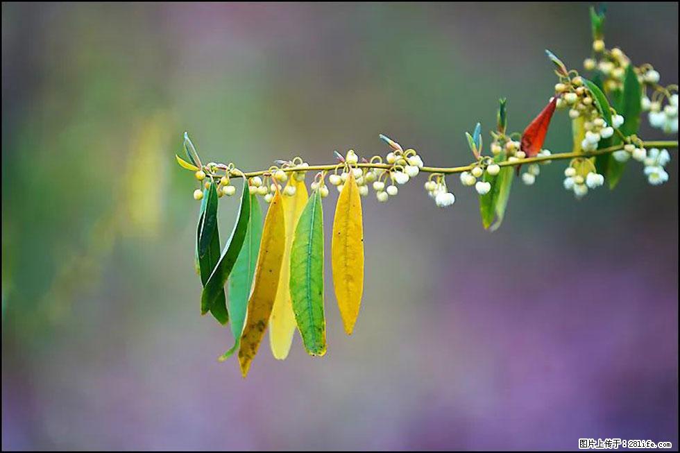 【春天,广西桂林灌阳县向您发出邀请!】米珠山前有片山苍子花在飘香 - 游山玩水 - 上海生活社区 - 上海28生活网 sh.28life.com