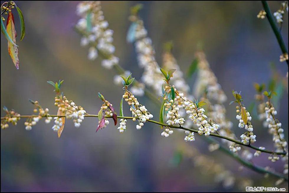 【春天,广西桂林灌阳县向您发出邀请!】米珠山前有片山苍子花在飘香 - 游山玩水 - 上海生活社区 - 上海28生活网 sh.28life.com