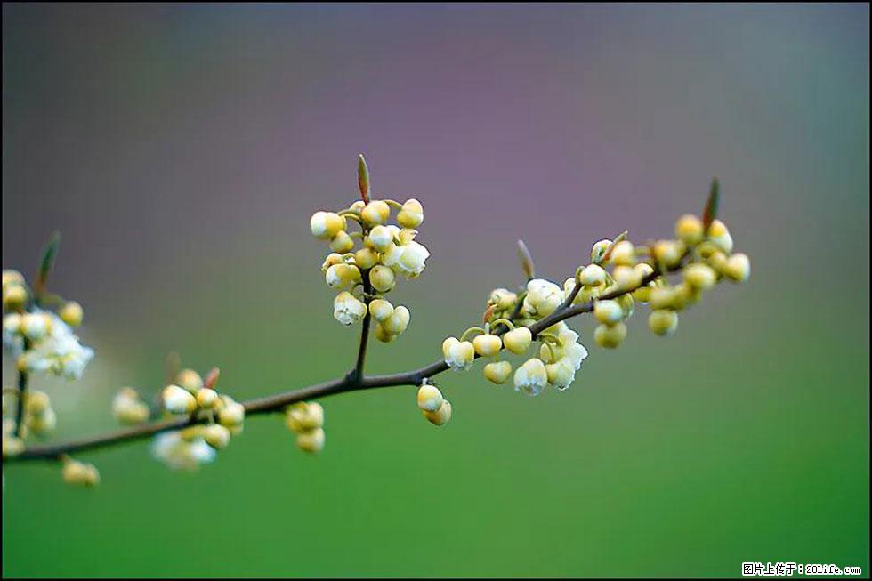 【春天,广西桂林灌阳县向您发出邀请!】米珠山前有片山苍子花在飘香 - 游山玩水 - 上海生活社区 - 上海28生活网 sh.28life.com