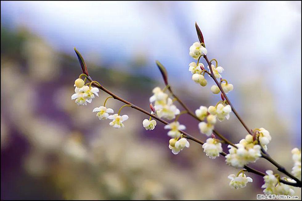【春天,广西桂林灌阳县向您发出邀请!】米珠山前有片山苍子花在飘香 - 游山玩水 - 上海生活社区 - 上海28生活网 sh.28life.com