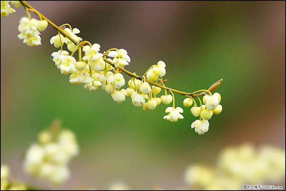【春天,广西桂林灌阳县向您发出邀请!】米珠山前有片山苍子花在飘香 - 游山玩水 - 上海生活社区 - 上海28生活网 sh.28life.com