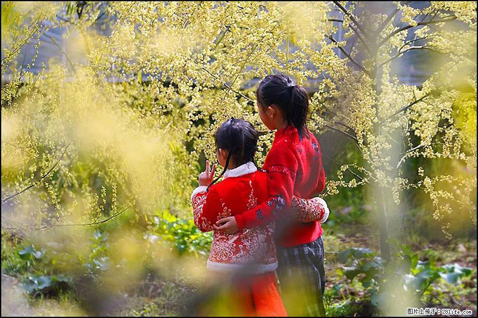 【春天,广西桂林灌阳县向您发出邀请!】米珠山前有片山苍子花在飘香 - 游山玩水 - 上海生活社区 - 上海28生活网 sh.28life.com