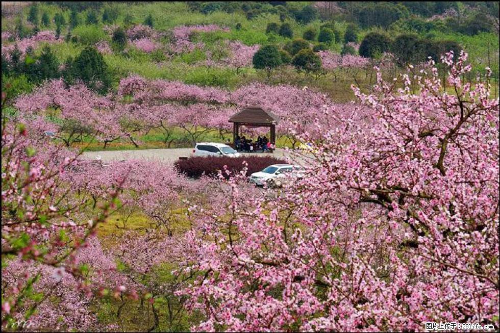 【春天,广西桂林灌阳县向您发出邀请!】官庄村有个醉美的桃花园 - 游山玩水 - 上海生活社区 - 上海28生活网 sh.28life.com