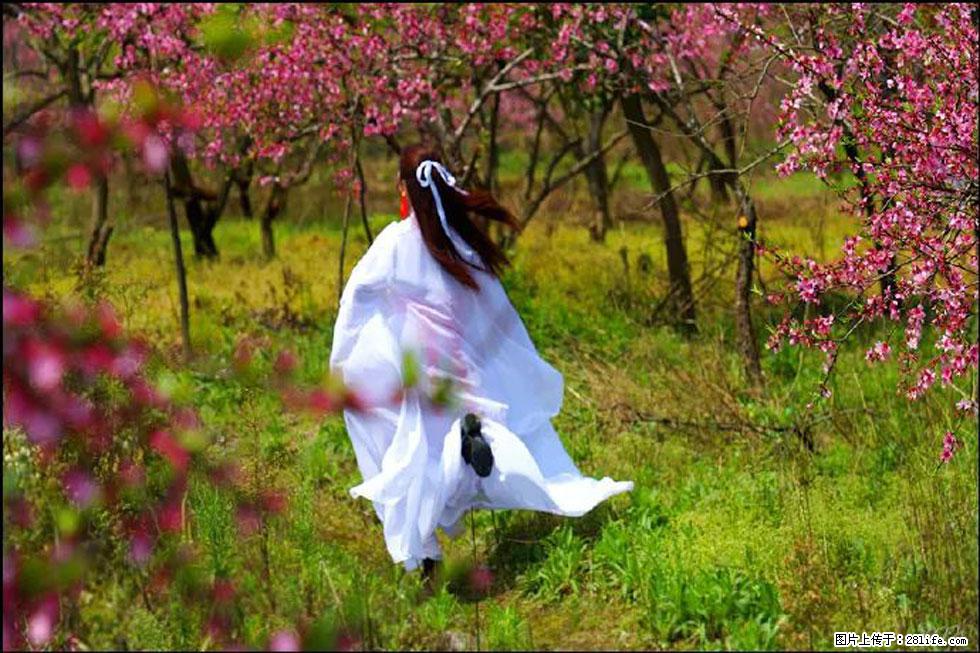 【春天,广西桂林灌阳县向您发出邀请!】官庄村有个醉美的桃花园 - 游山玩水 - 上海生活社区 - 上海28生活网 sh.28life.com