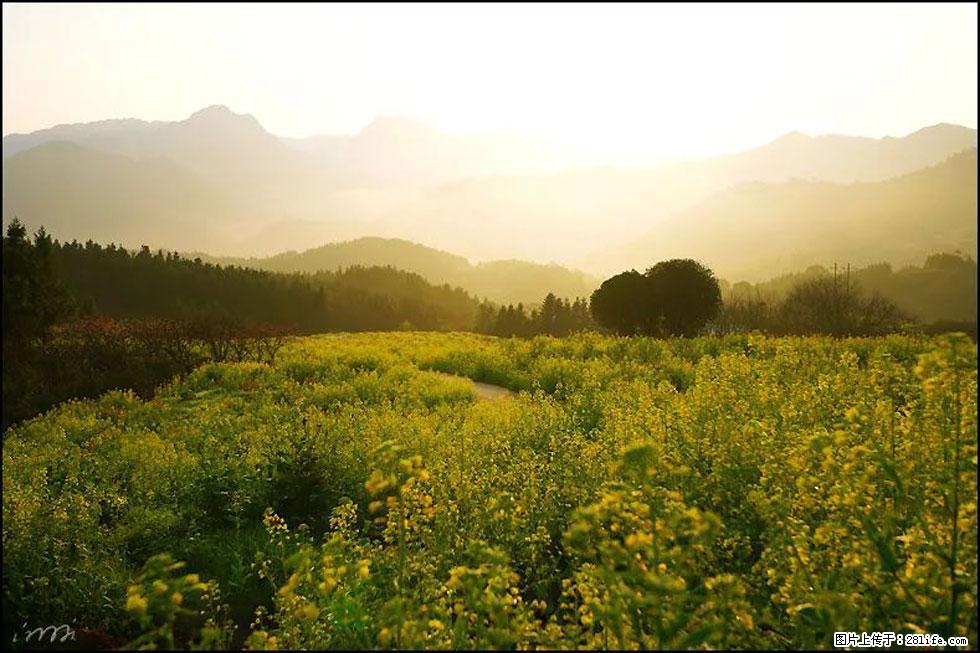 【春天，广西桂林灌阳县向您发出邀请！】长坪村油菜盛情花开 - 游山玩水 - 上海生活社区 - 上海28生活网 sh.28life.com