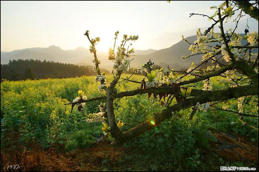 【春天，广西桂林灌阳县向您发出邀请！】长坪村油菜盛情花开 - 游山玩水 - 上海生活社区 - 上海28生活网 sh.28life.com