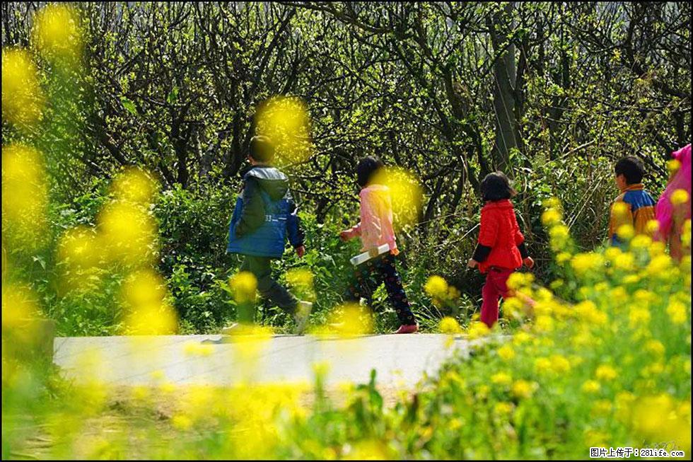 【春天，广西桂林灌阳县向您发出邀请！】长坪村油菜盛情花开 - 游山玩水 - 上海生活社区 - 上海28生活网 sh.28life.com