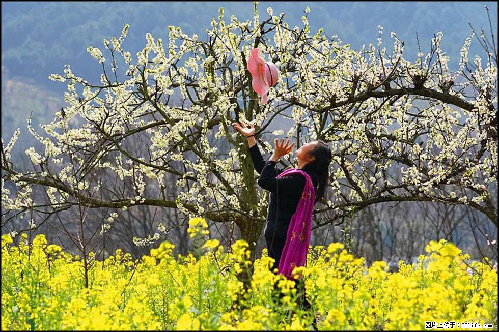 【春天，广西桂林灌阳县向您发出邀请！】长坪村油菜盛情花开 - 游山玩水 - 上海生活社区 - 上海28生活网 sh.28life.com