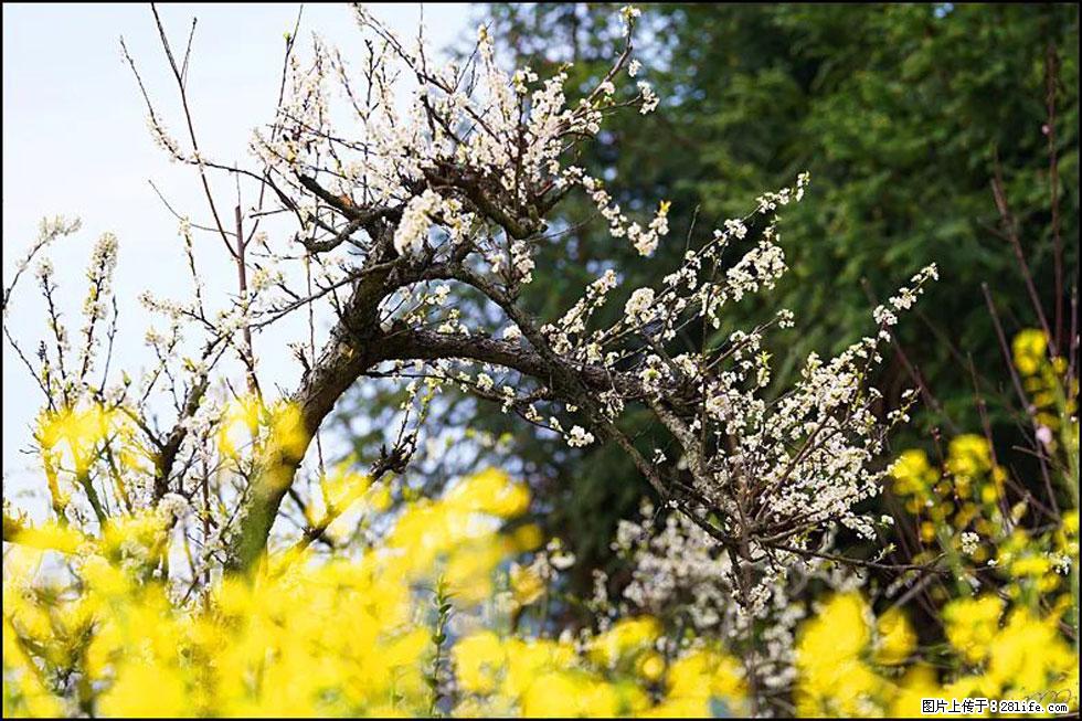 【春天，广西桂林灌阳县向您发出邀请！】长坪村油菜盛情花开 - 游山玩水 - 上海生活社区 - 上海28生活网 sh.28life.com