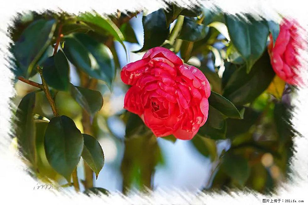 【春天，广西桂林灌阳县向您发出邀请！】杨柳井茶花惹人爱 - 游山玩水 - 上海生活社区 - 上海28生活网 sh.28life.com