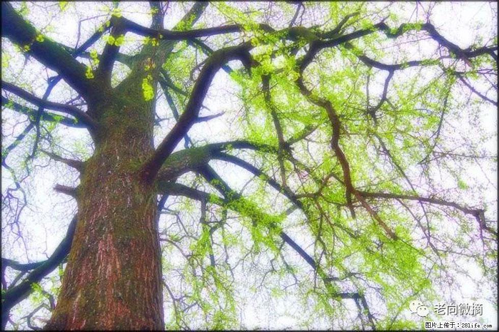 【春天,广西桂林灌阳县向您发出邀请!】在小龙村与春天约会 - 游山玩水 - 上海生活社区 - 上海28生活网 sh.28life.com