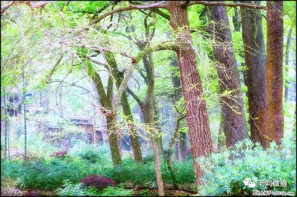 【春天,广西桂林灌阳县向您发出邀请!】在小龙村与春天约会 - 游山玩水 - 上海生活社区 - 上海28生活网 sh.28life.com