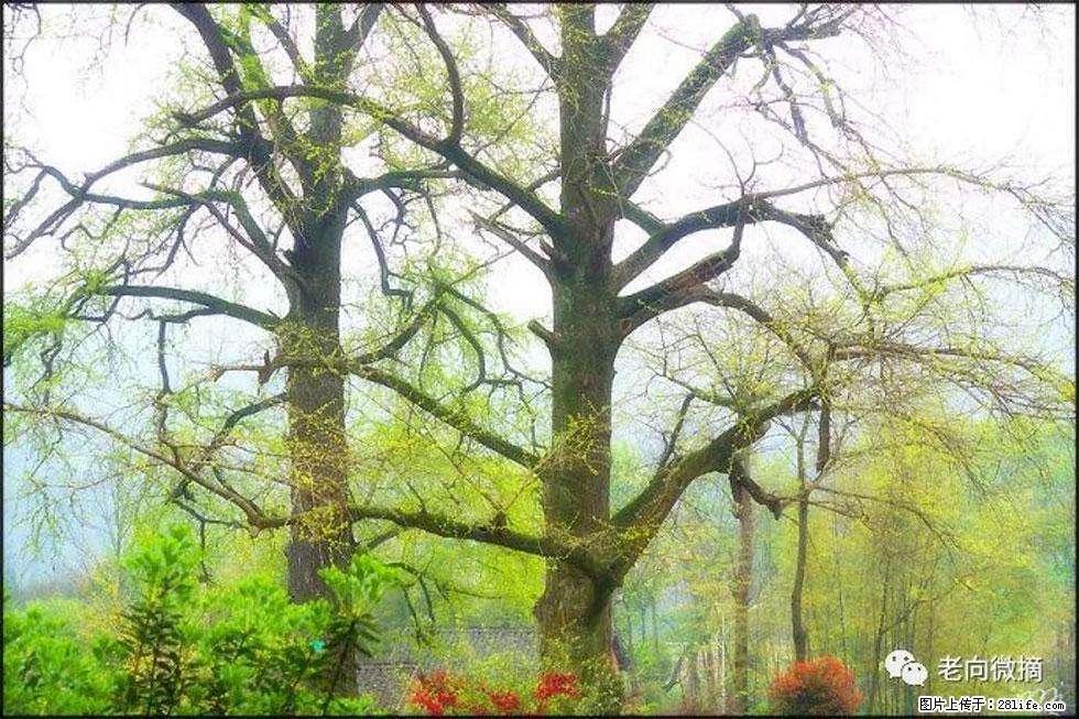 【春天,广西桂林灌阳县向您发出邀请!】在小龙村与春天约会 - 游山玩水 - 上海生活社区 - 上海28生活网 sh.28life.com