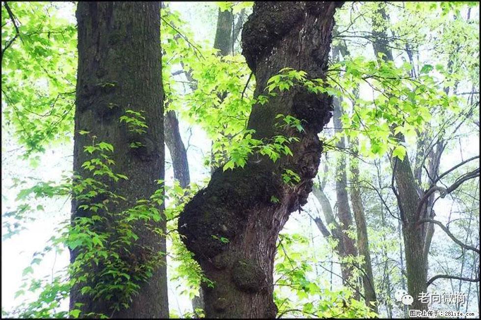 【春天,广西桂林灌阳县向您发出邀请!】在小龙村与春天约会 - 游山玩水 - 上海生活社区 - 上海28生活网 sh.28life.com