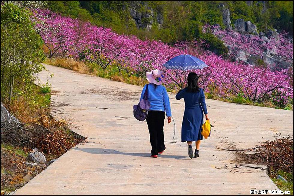 【春天,广西桂林灌阳县向您发出邀请!】望月岭上桃花开 - 游山玩水 - 上海生活社区 - 上海28生活网 sh.28life.com