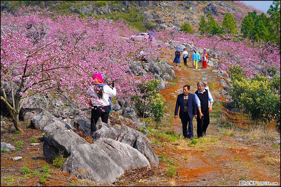 【春天,广西桂林灌阳县向您发出邀请!】望月岭上桃花开 - 游山玩水 - 上海生活社区 - 上海28生活网 sh.28life.com