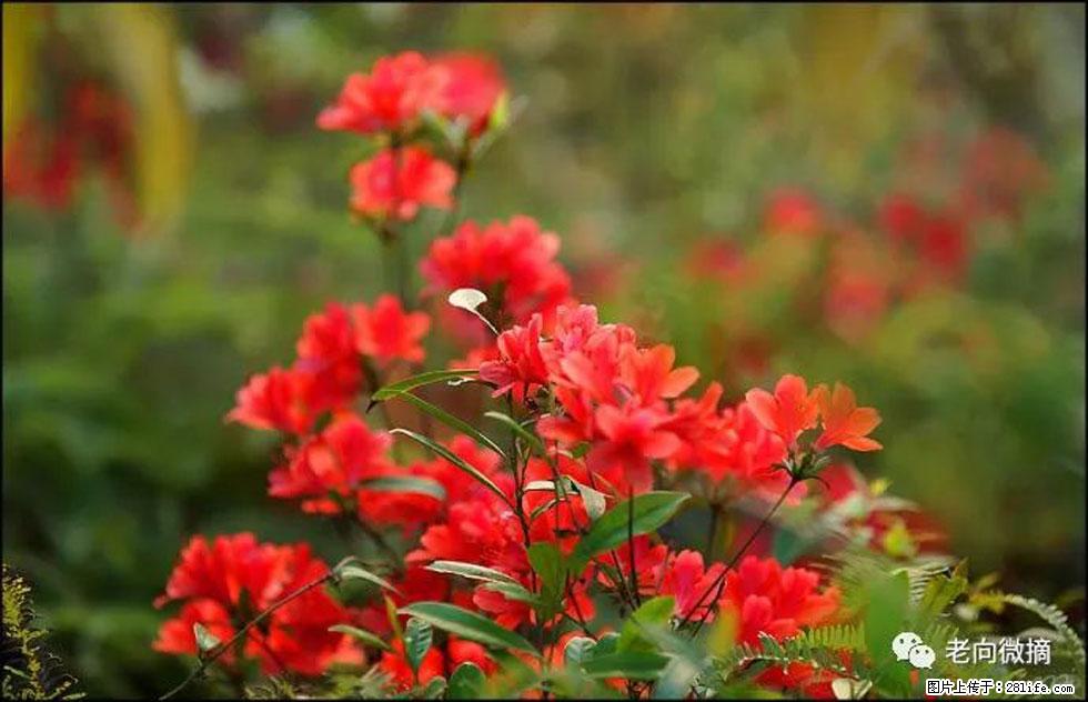【春天,广西桂林灌阳县向您发出邀请!】登麒麟山,相约映山红 - 游山玩水 - 上海生活社区 - 上海28生活网 sh.28life.com