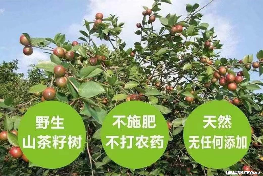 【灌阳县油茶产业示范区】一个有着充实的精神生活的人,对待身外之物自会有一种淡泊的态度 - 美食天地 - 上海生活社区 - 上海28生活网 sh.28life.com