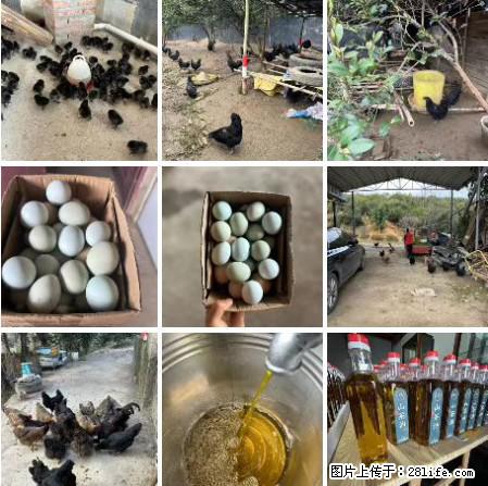 油茶园从小鸡仔开始养起的纯土鸡、土鸡蛋可以预定啦！还有前几天刚榨的纯山茶油哦 - 美食天地 - 上海生活社区 - 上海28生活网 sh.28life.com