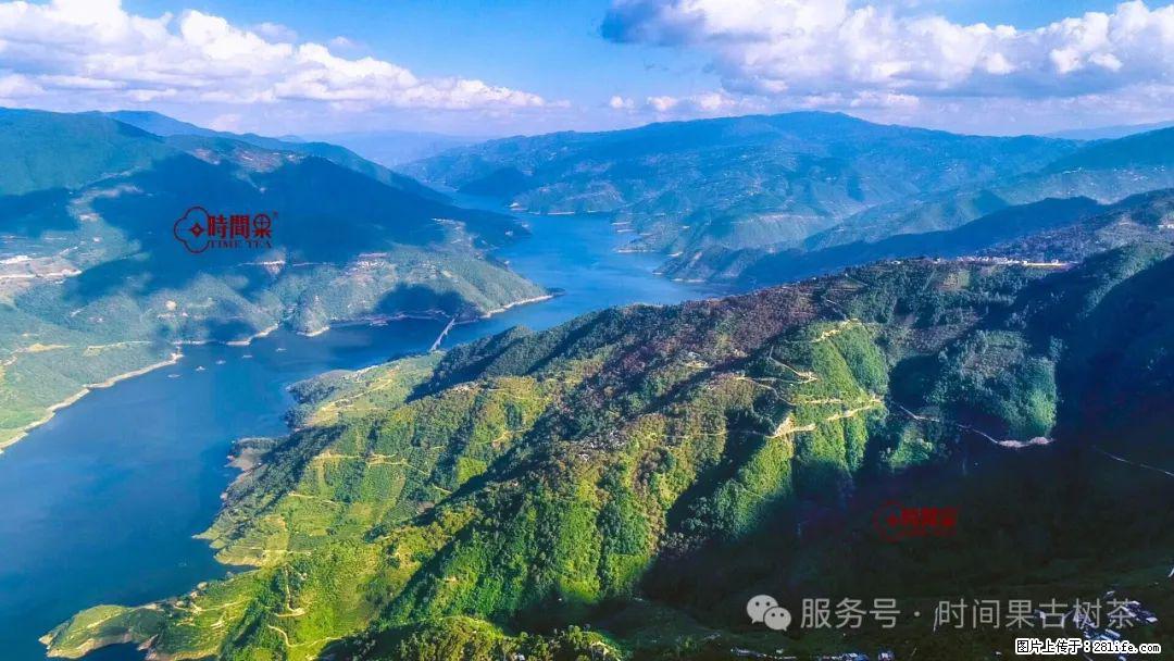 时间果百年古树龙珠普洱生茶 - 购物交流 - 上海生活社区 - 上海28生活网 sh.28life.com