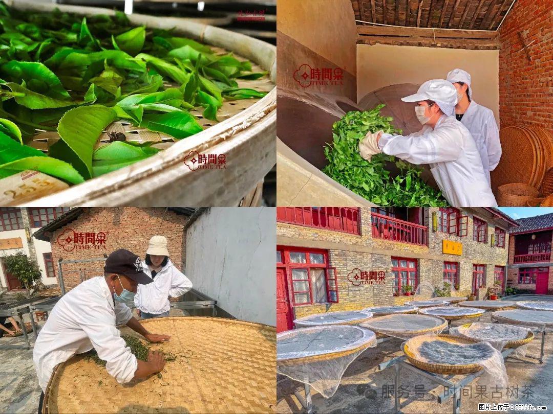 时间果百年古树龙珠普洱生茶 - 购物交流 - 上海生活社区 - 上海28生活网 sh.28life.com