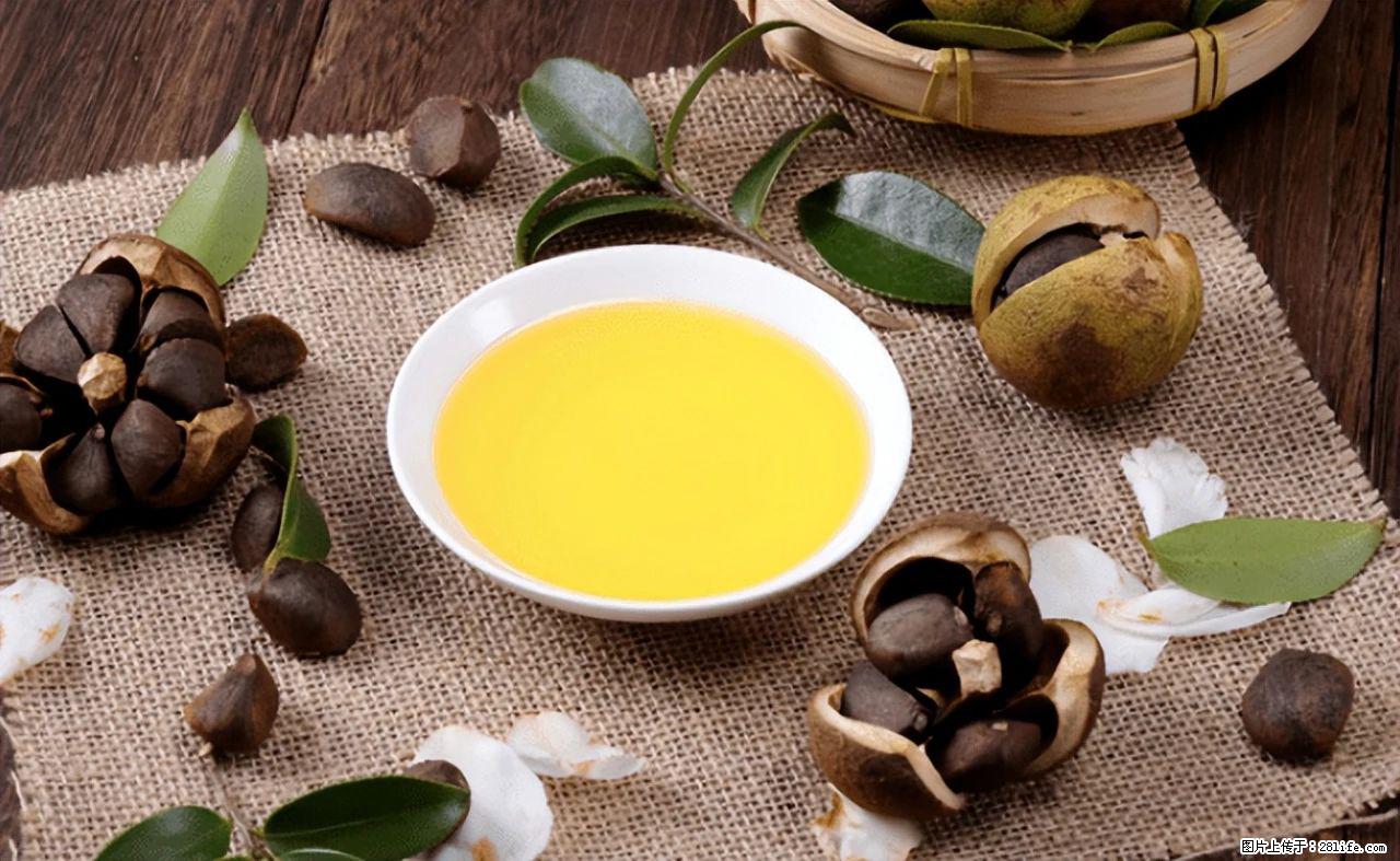 揭秘茶油的5大核心营养成分!被称为人体健康的“守护盾”! - 上海生活资讯 - 上海28生活网 sh.28life.com