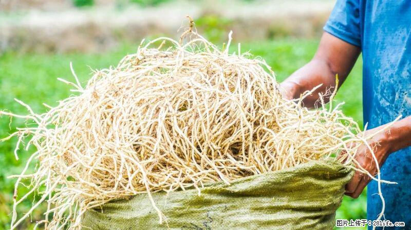 堪称“最难吃”的蔬菜，却是 “抗辐射神器”，还能护肺、清热、止咳化痰！ - 上海生活资讯 - 上海28生活网 sh.28life.com