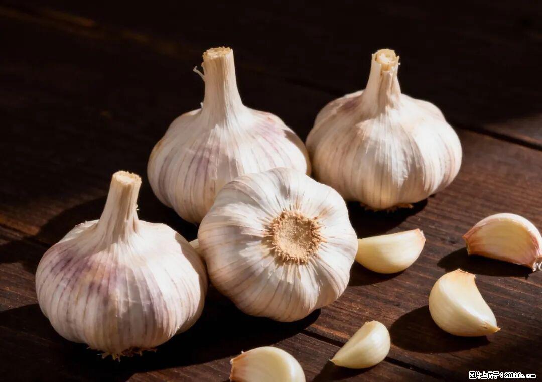 关于大蒜，除了“天然抗生素”，这4个谣言更该警惕! - 上海生活资讯 - 上海28生活网 sh.28life.com