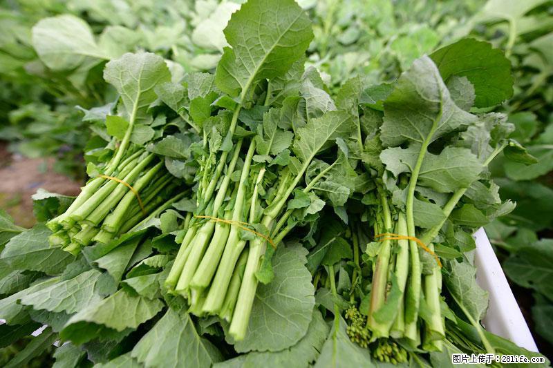 这些蔬菜是“天然钙片”，这6种被医生重点推荐 - 上海生活资讯 - 上海28生活网 sh.28life.com