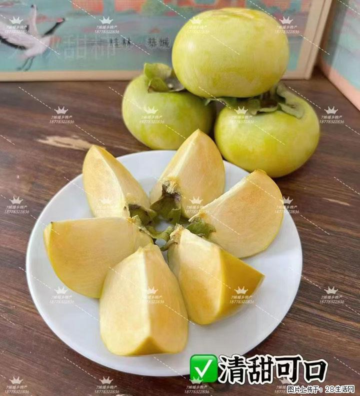 广西桂林平乐桥亭【红心猕猴桃】、【大秋甜柿】上市啦，欢迎各位新老客户下单（另有少量小果出售） - 上海生活资讯 - 上海28生活网 sh.28life.com